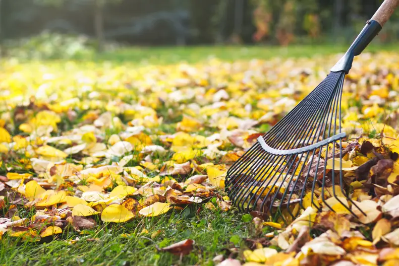 How to Clean a Backyard Portsmouth, VA