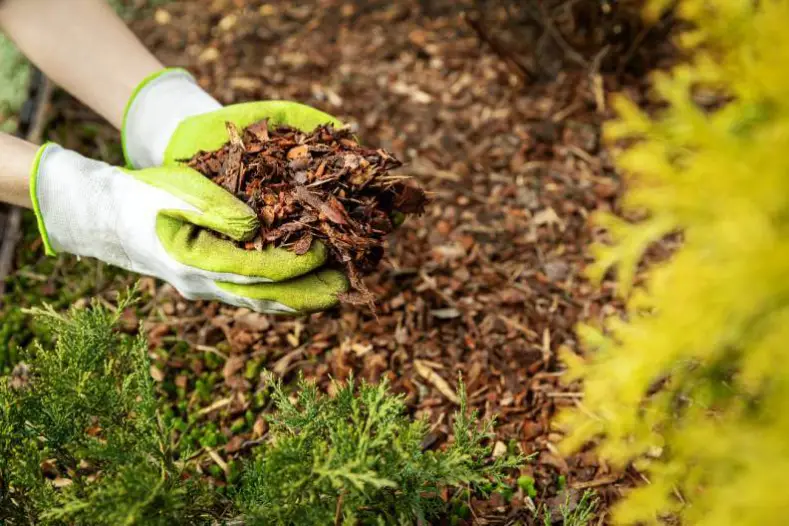 How Long Does Mulch Last Portsmouth, VA